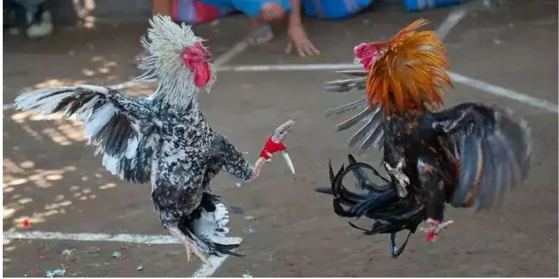 Khám Phá Các Loại Kèo Trong Đá Gà Cựa Dao RC88